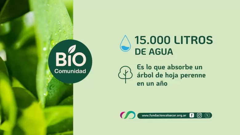 Los árboles son aliados contra el cambio climático, mejoran la calidad del aire, disminuyen la temperatura hasta 8°C y reducen las inundaciones.
