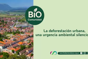 Biocomunidad: La deforestaci�n Urbana, una urgencia ambiental silenciosa