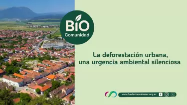 Biocomunidad: La deforestaci�n Urbana, una urgencia ambiental silenciosa